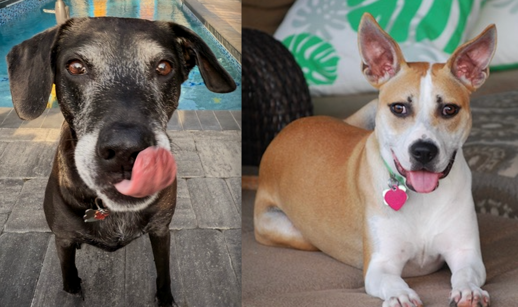 Two Rescues, One Family