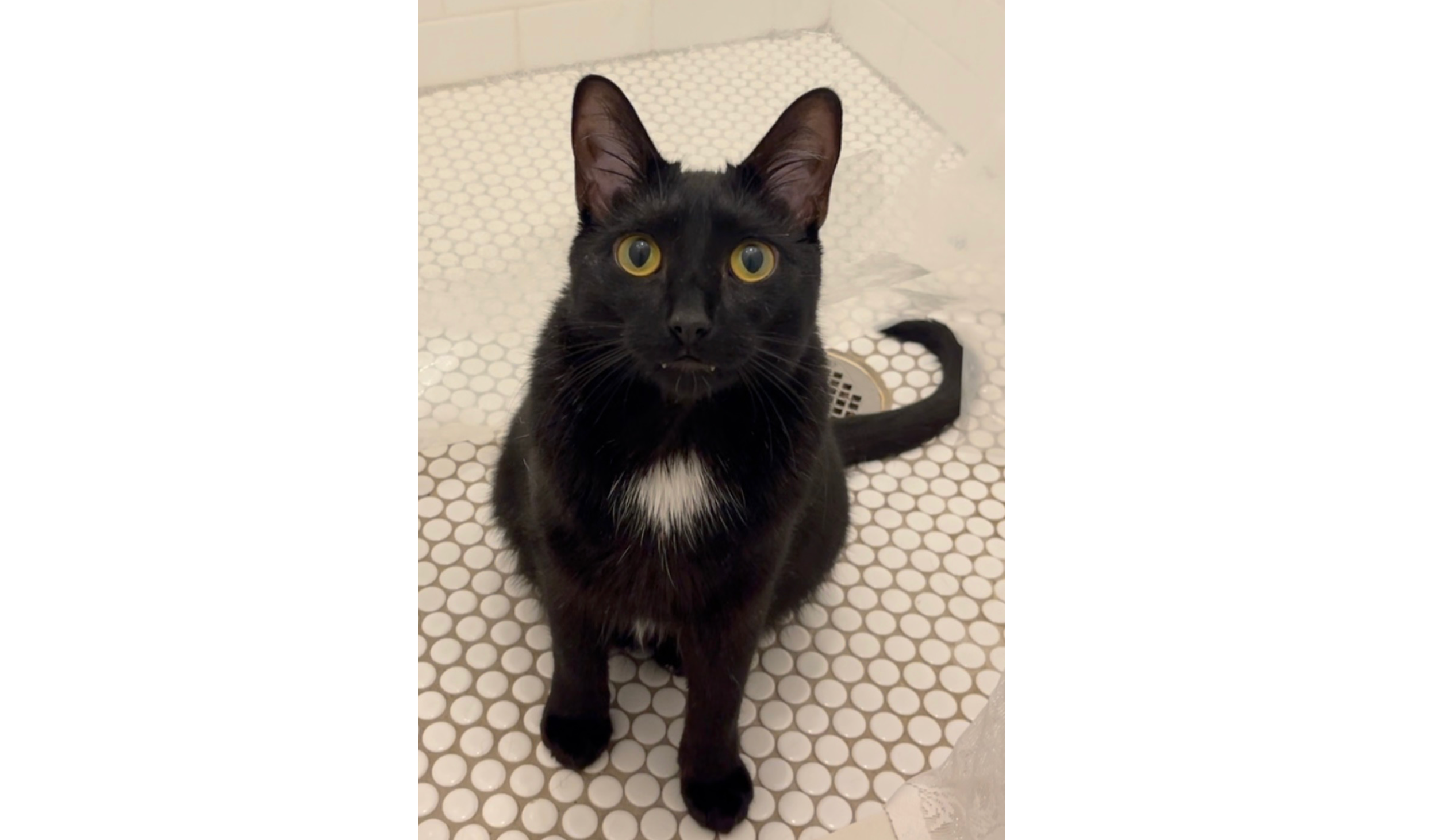 Over the Moon: A rescue story